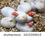 Corn Snake Eggs Hatching ...