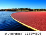 Wet picking boom on flooded agriculture cultivation bog holding fresh ripe and red cranberries ready for harvesting during the cranberry fall harvest in New Jersey