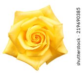 Yellow Rose Isolated