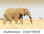 African Elephant  Loxodonta...
