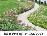 Small photo of Cement path walkway with Oleander rose bay and Coromandel blooming flower beside in the garden