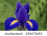 Close Up Of A Purple Dutch Iris ...