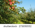 Apple Orchard  Before Harvest 