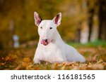 White Bull Terrier Dog Funny...