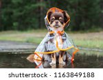 funny chihuahua dog sitting in a puddle in rain coat