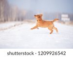 Small photo of adorable toller puppy running outdoors in winter