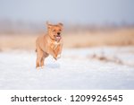 Small photo of adorable toller puppy running outdoors in winter