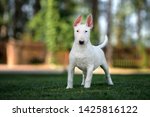White Bull Terrier Puppy Posing ...