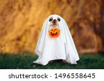 Dog in a ghost costume holding...