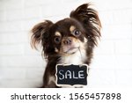 chihuahua dog holding a sale banner in mouth