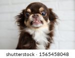 Aggressive Chihuahua Dog...