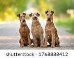 Three Irish Terrier Dogs...