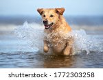 happy golden retriever dog jumping in water