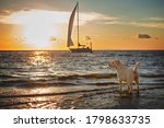 Labrador Dog At Sunset On The...