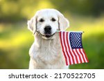 happy golden retriever dog holding American flag in mouth 
