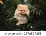 Small photo of cute red pomeranian spitz puppy in a bush, close up portrait