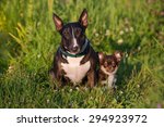 English Bull Terrier Dog And...