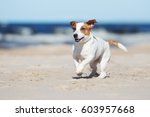 Jack Russell Terrier Dog...