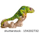 Big colorful chameleon on over...