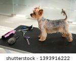 Yorkshire terrier at a dog grooming salon