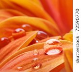 Orange Flower Petals With Water ...