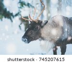 Reindeer In A Winter Landscape