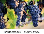 Close-up of bunches of ripe red wine grapes on vine, selective focus.