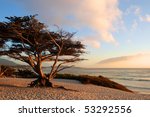 Monterey Cypress  Cupressus...
