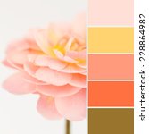 soft dreamy peach rose with... | Shutterstock . vector #228864982
