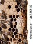 Small photo of Beehive raising a new queen due to supersedure or swarming. Large peanut shaped capped queen cell on edge of brood comb.