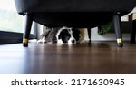 Small photo of Adorable puppy dog hiding under sofa at home