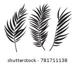beautifil palm tree leaf ... | Shutterstock .eps vector #781711138