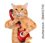 Cat Talking On The Phone.