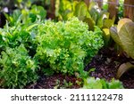 Small photo of Variety of leafy greens - including endive, arugula and lettuce - growing in an organic home kitchen garden in spring