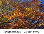Tree In Autumn