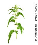 Small photo of Stinging plant Urtica dioica, often known as common nettle, stinging nettle