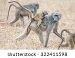 A Young Male Baboon Riding His...