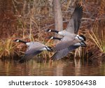 Canada geese flying across a...