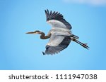 Great Blue Heron Flying Against ...