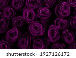 Beautiful purple roses...