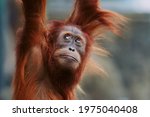 Orangutan. Portrait Of Young...