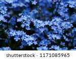 Blue Flowers In Spring