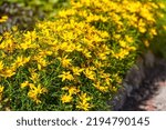 Yellow Bright Flowers Of...