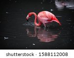 Flamingos Or Flamingoes Are A...