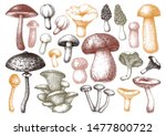 Hand Sketches Mushrooms...