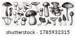 vintage mushrooms illustrations.... | Shutterstock .eps vector #1785932315