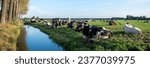 Small photo of canal and trees next to large herd of cows reclines in meadow near ditch under blue sky in the netherlands
