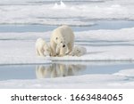 Wild Polar Bear  Ursus...