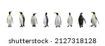 Set Of King Penguins Isolated...