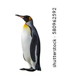 King Penguin Isolated On White